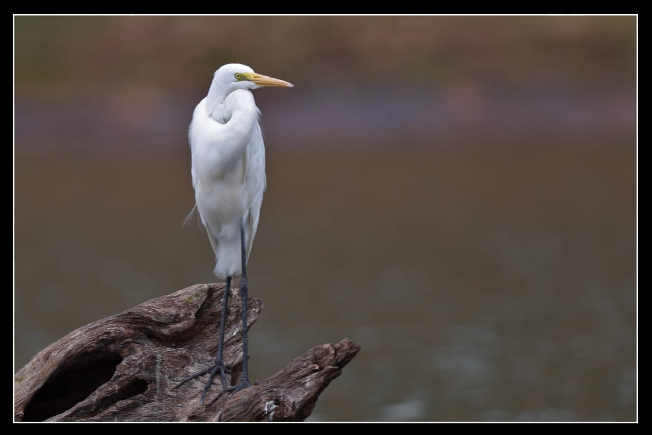 Great Egret